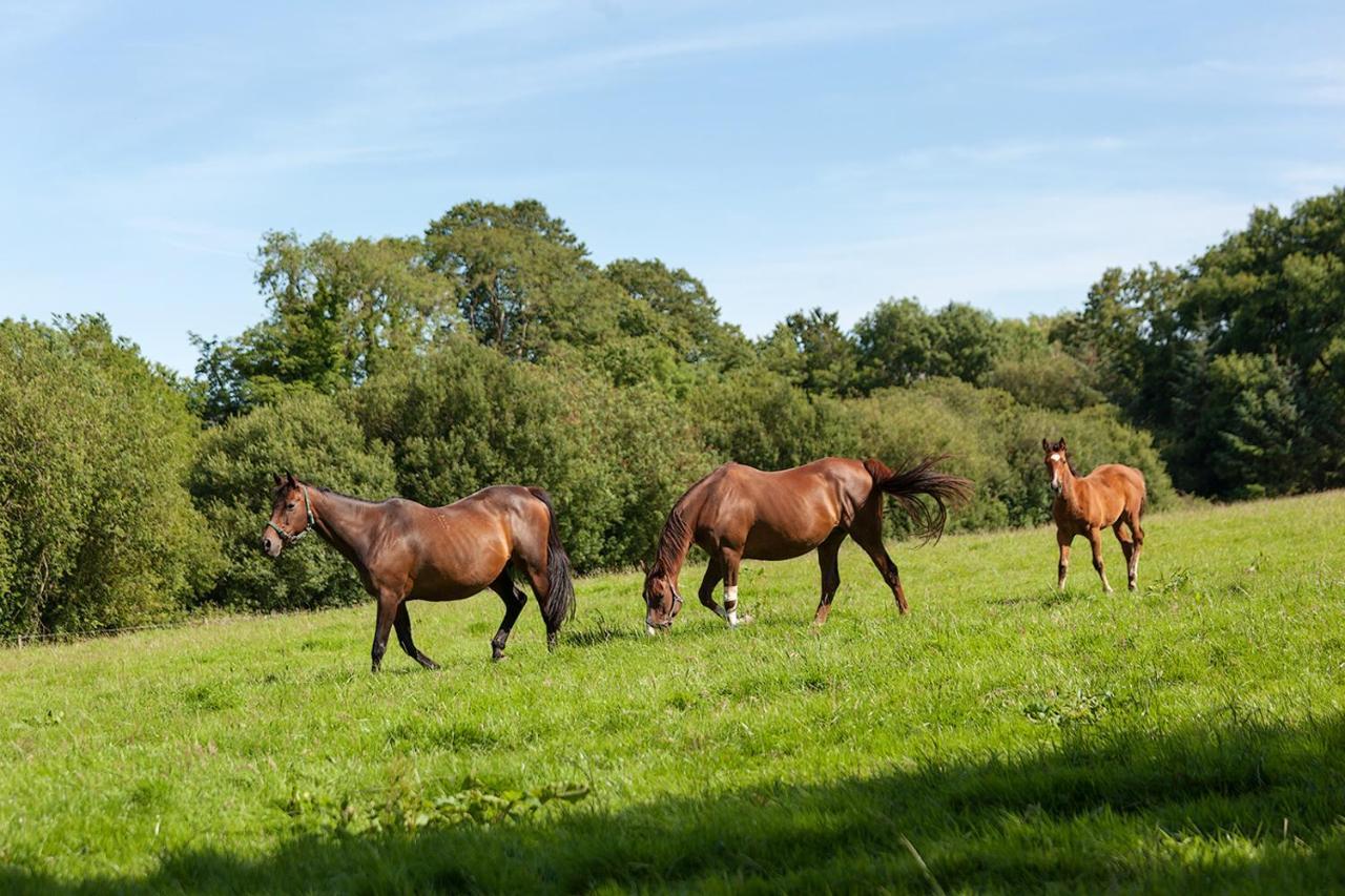 Coolcormack Stud B&B Dungarvan  Exterior foto